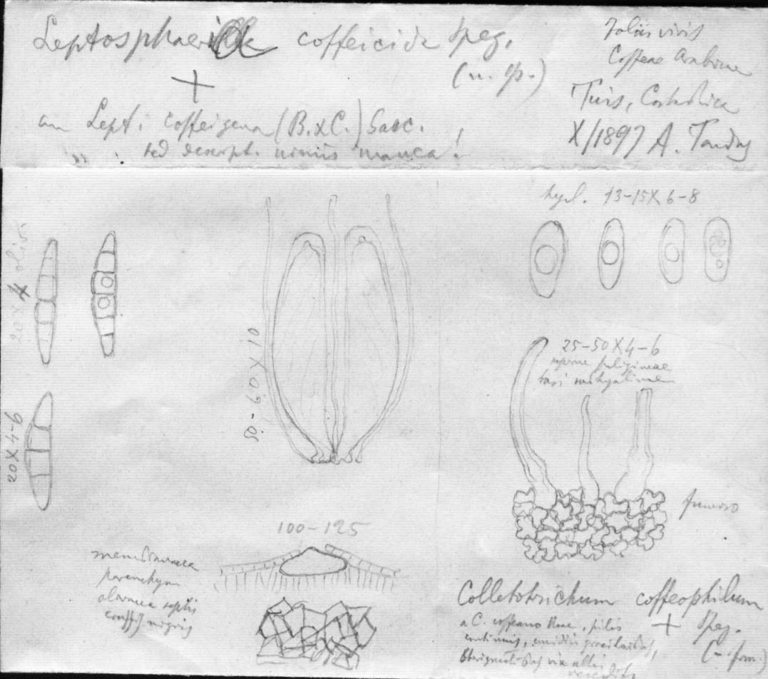 dibujo de Leptosphaeria coffaeicida Speg.