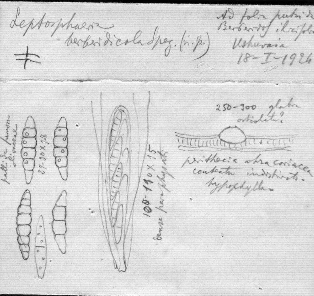 dibujo de Leptosphaeria berberidicola Speg.