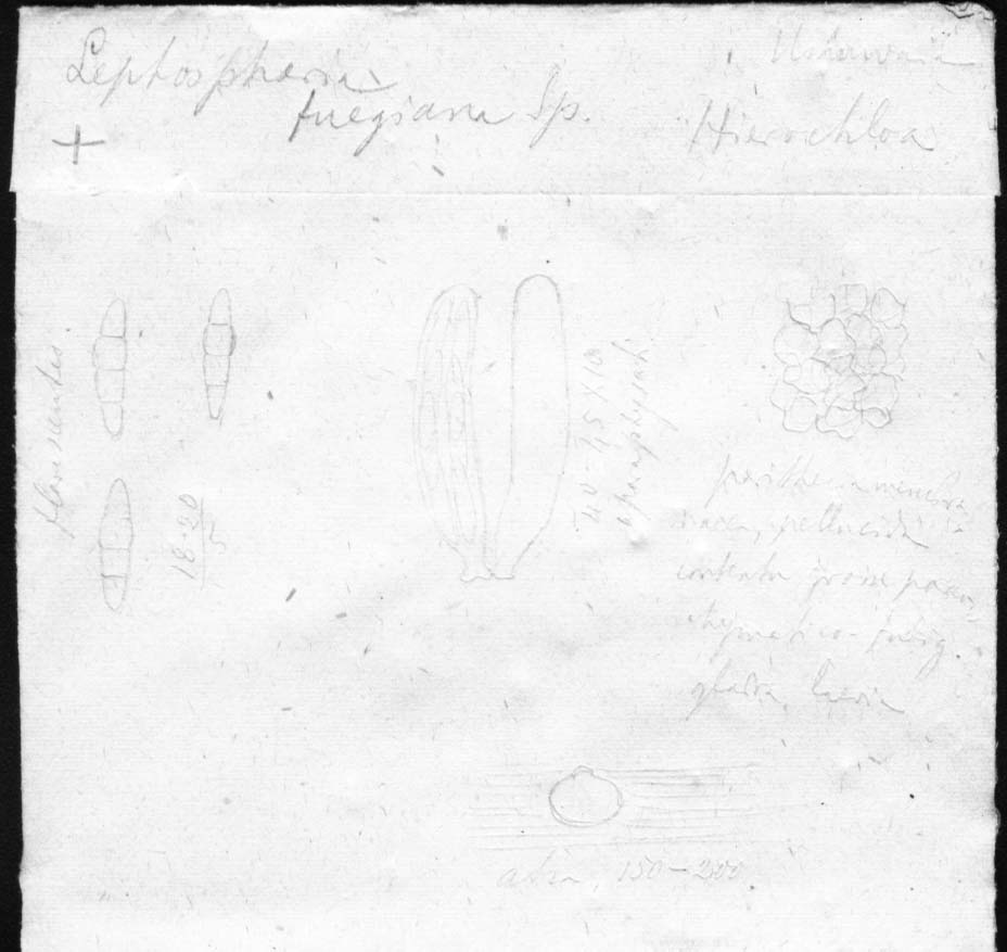 dibujo de Leptosphaeria fuegiana Speg.