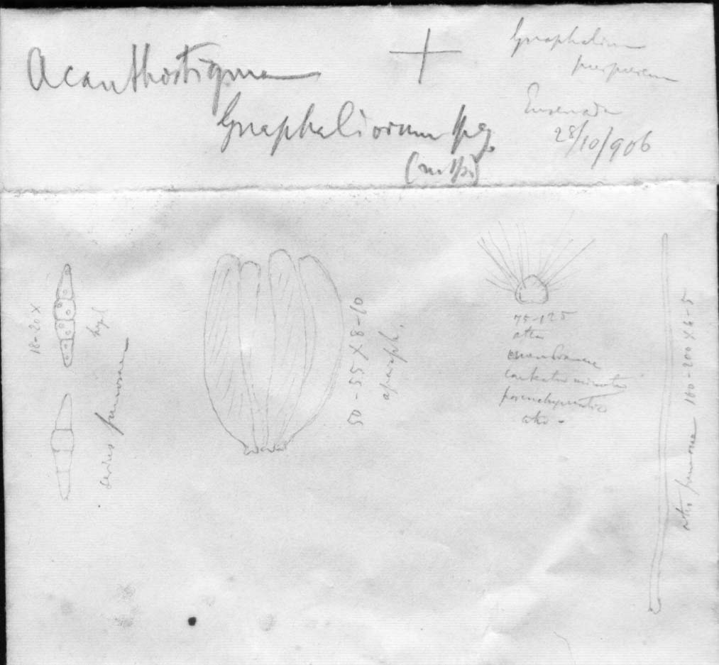 dibujo de Acanthostigma gnaphaliorum Speg.