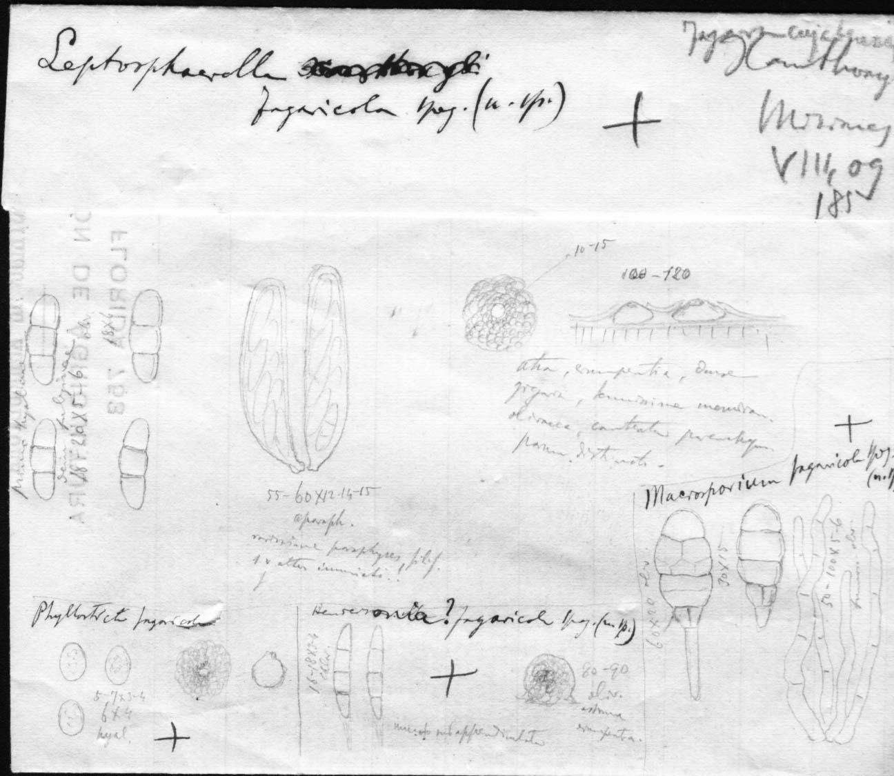 dibujo de Leptosphaerella fagaricola Speg.