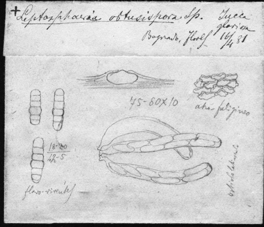 dibujo de Leptosphaeria obtusispora Speg.