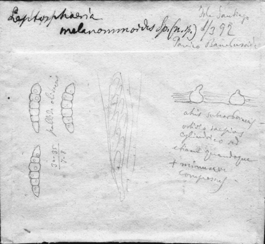 dibujo de Leptosphaeria melanommoides Speg.