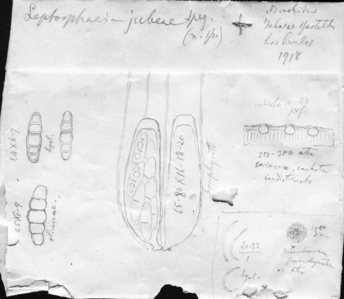 dibujo de Leptosphaeria jubaeae Speg.
