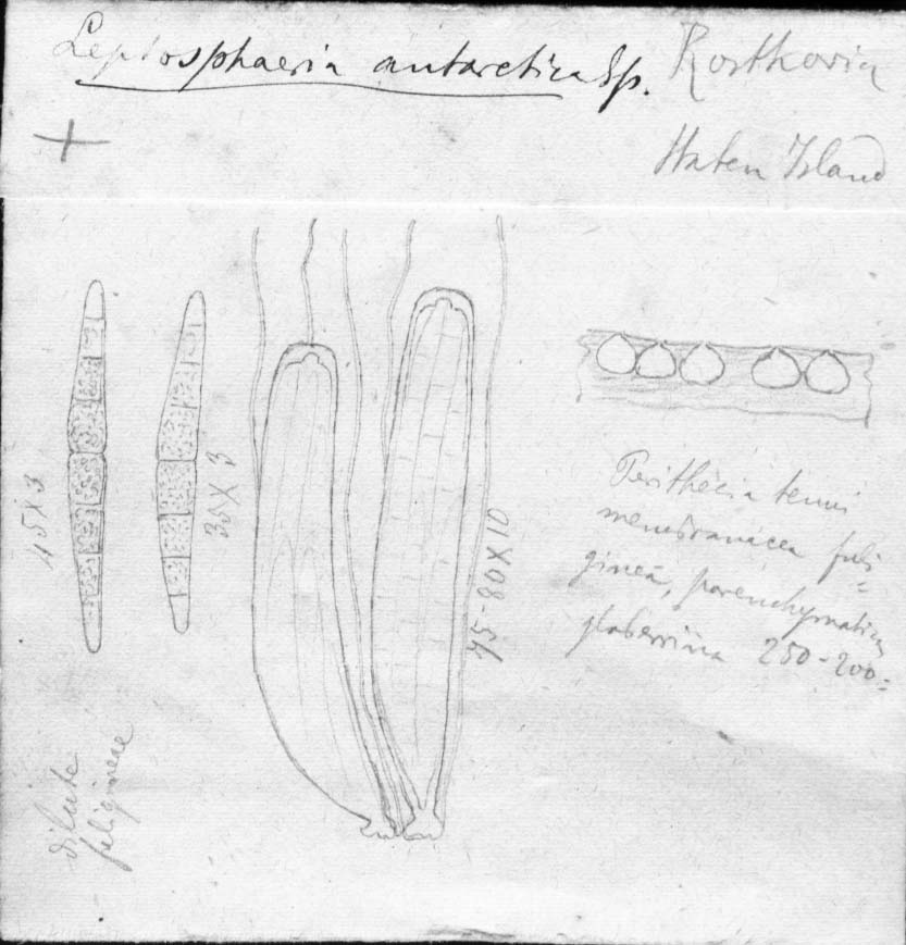 dibujo de Leptosphaeria antarctica Speg.