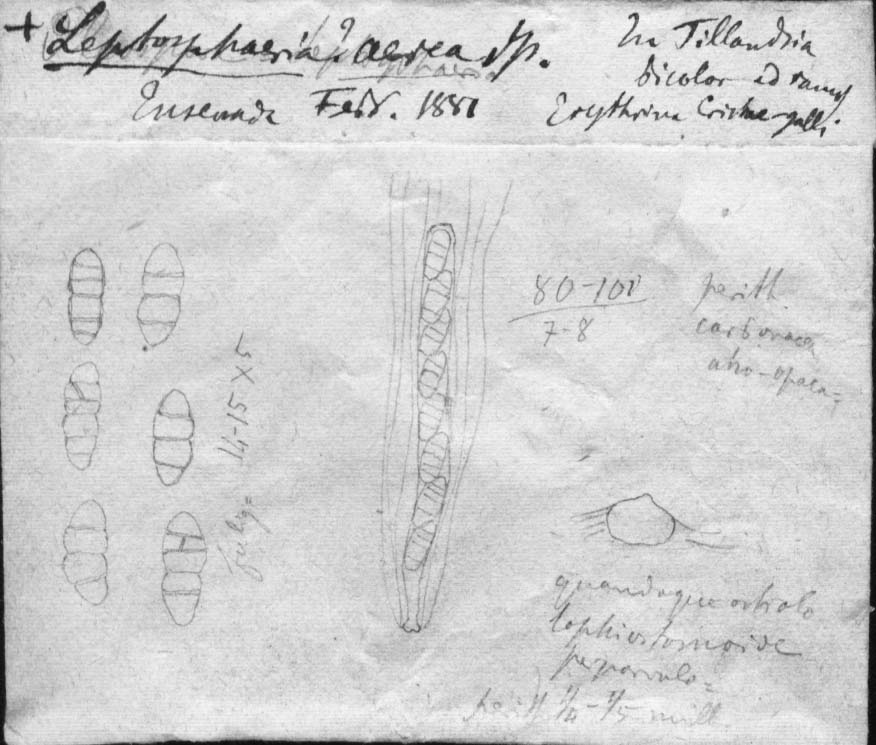 dibujo de Leptosphaeria aerea Speg.