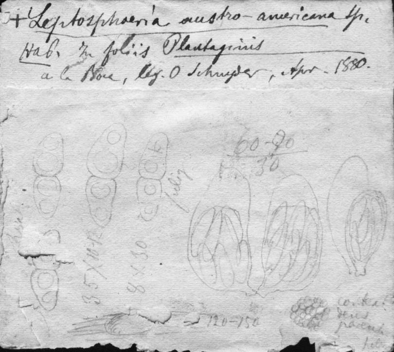 dibujo de Leptosphaeria austro-americana Speg.