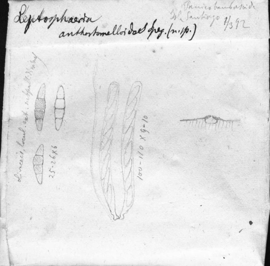 dibujo de Leptosphaeria anthostomella Speg.