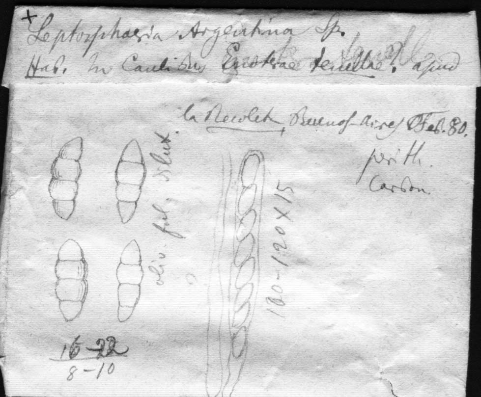 dibujo de Leptosphaeria argentina Speg.