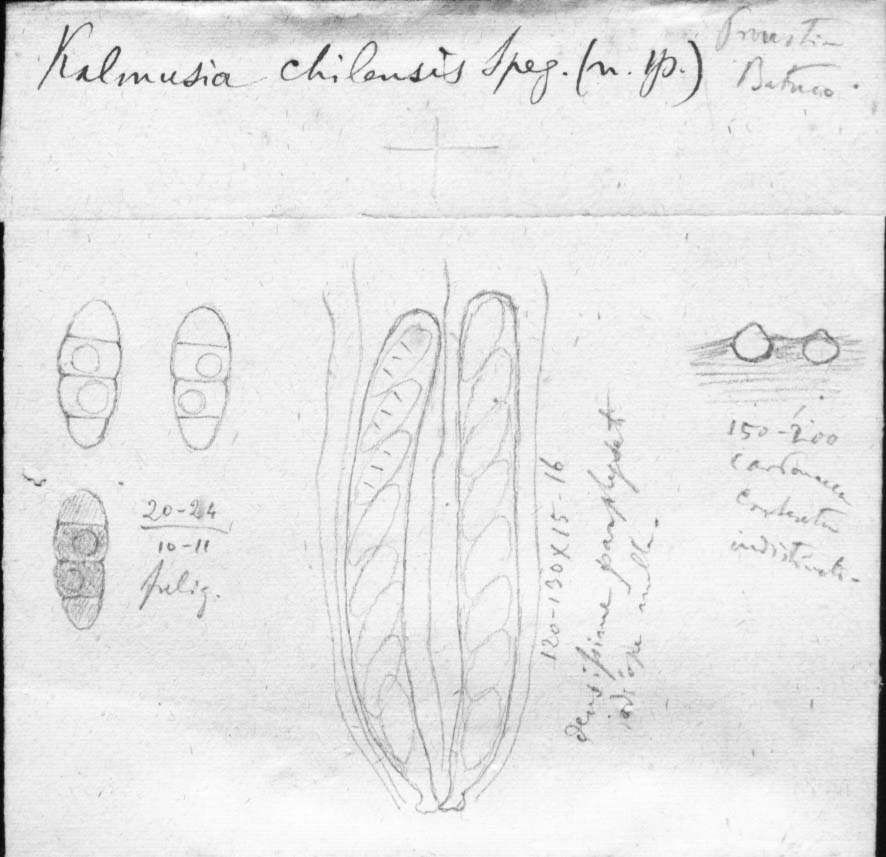 dibujo de Kalmusia chilensis Speg.