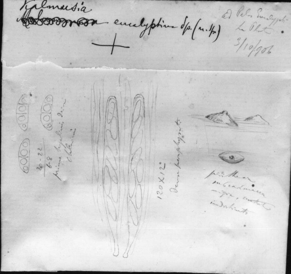 dibujo de Kalmusia eucalyptina Speg.