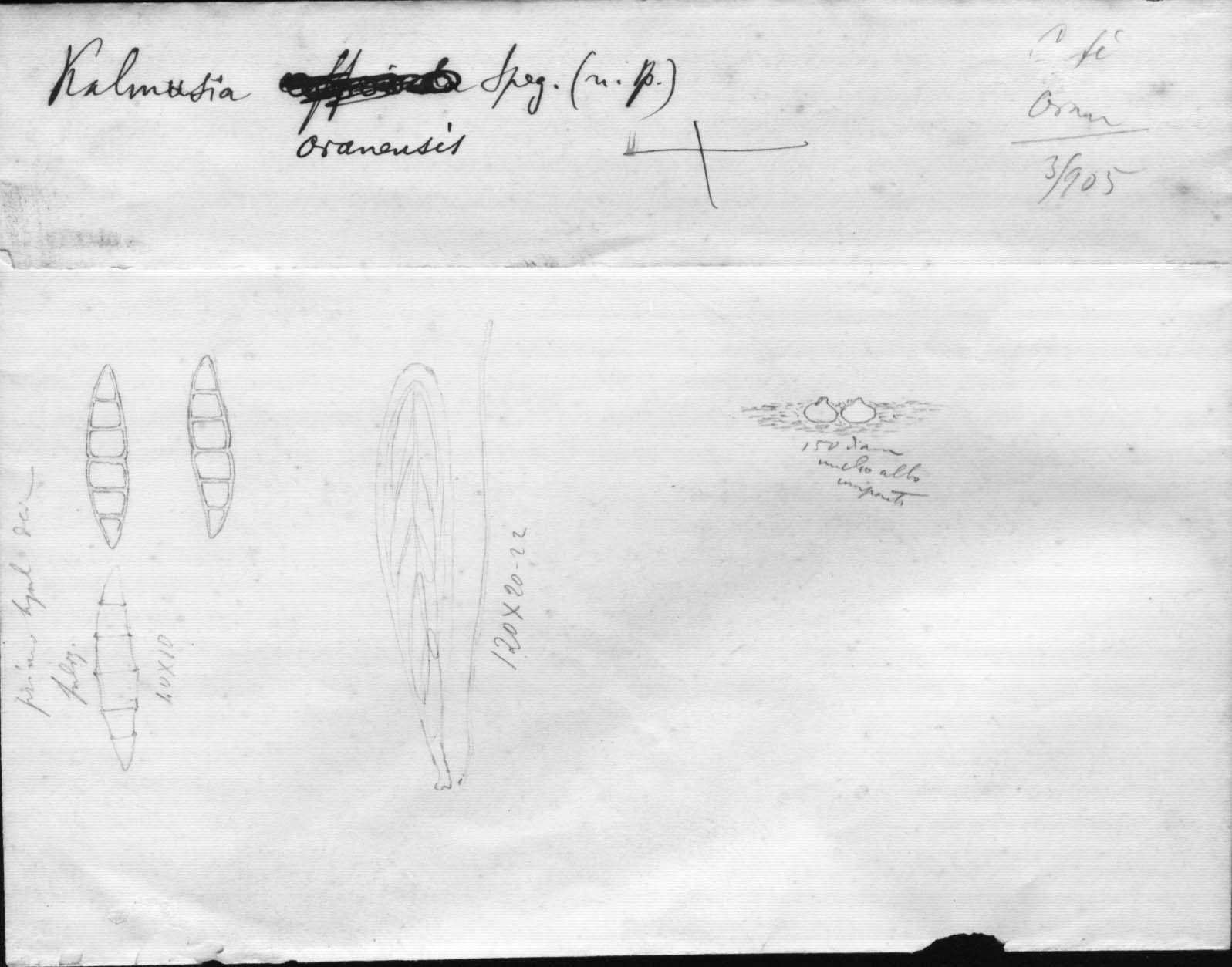 dibujo de Kalmusia oranensis Speg.