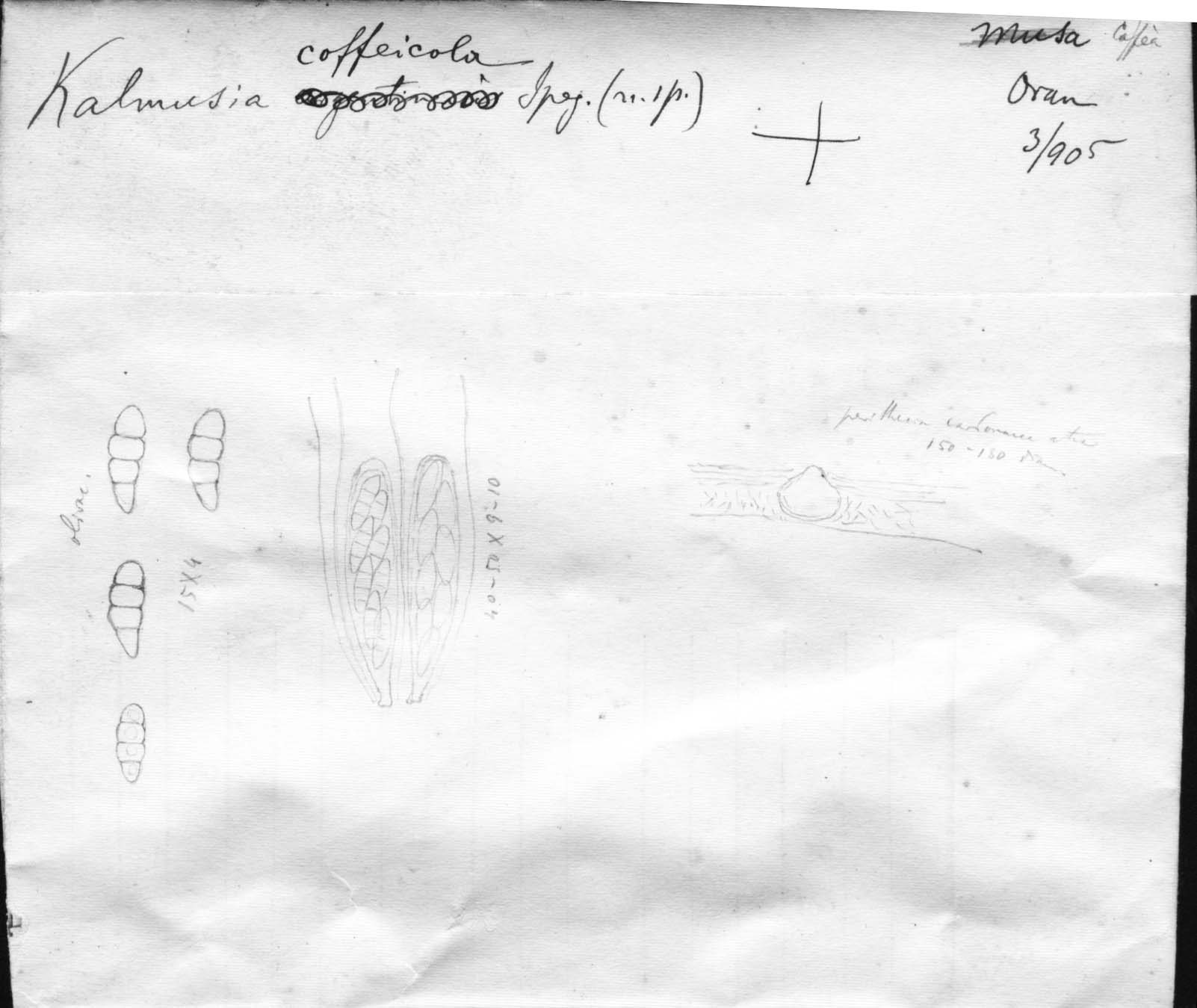 dibujo de Kalmusia coffeicola Speg.