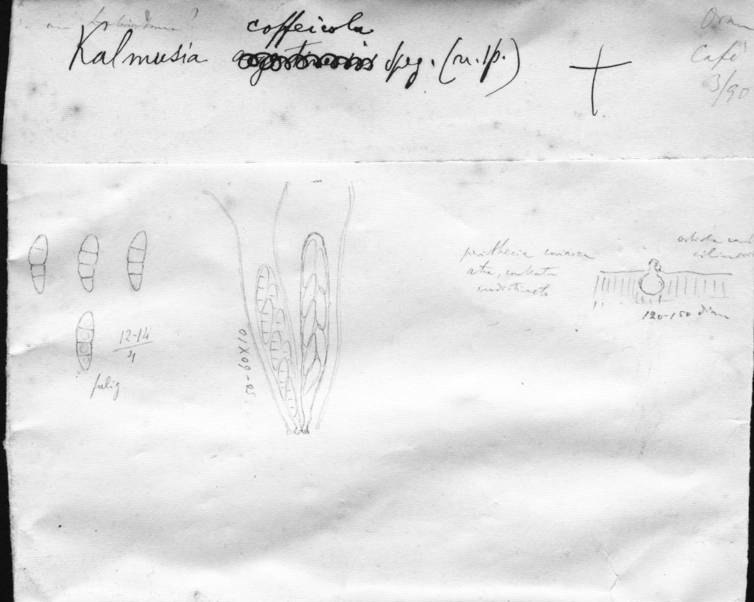 dibujo de Kalmusia coffeicola Speg.