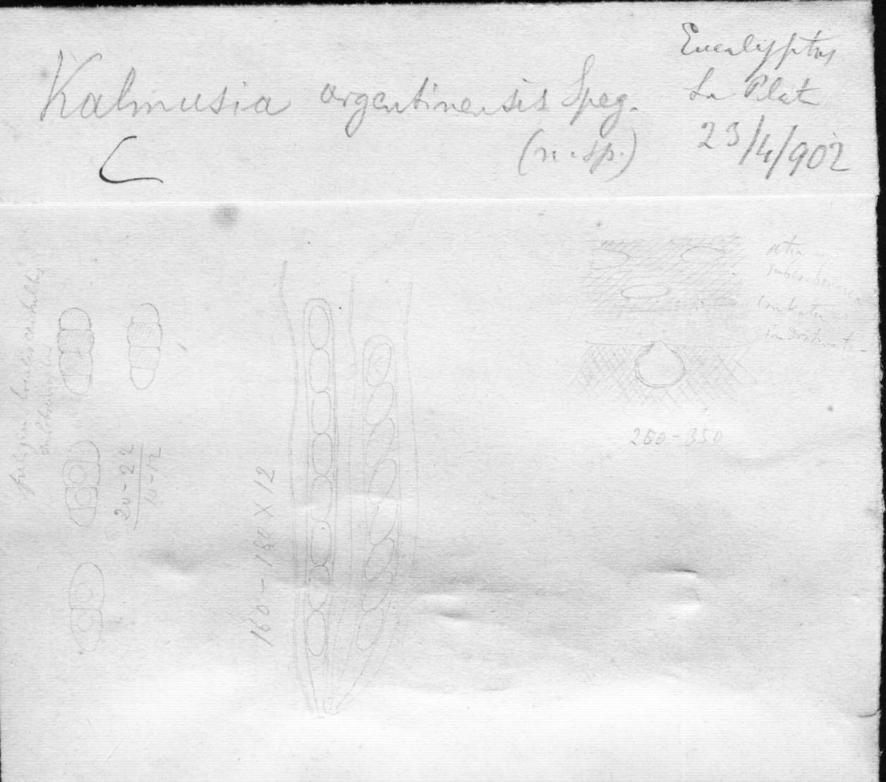dibujo de Kalmusia argentinensis Speg.