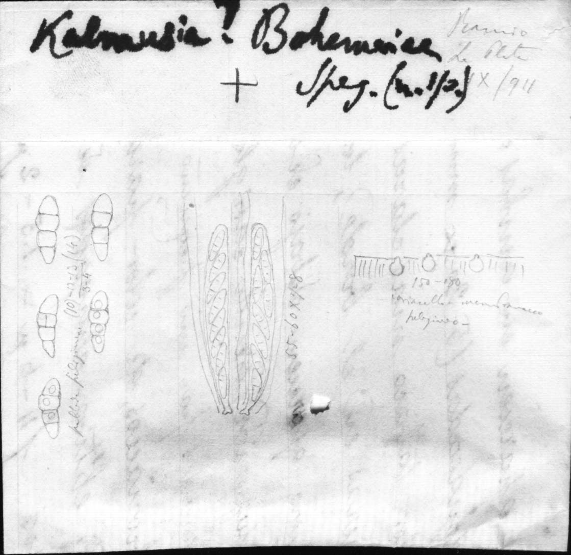dibujo de Phaeosperma boehmeriae Speg.