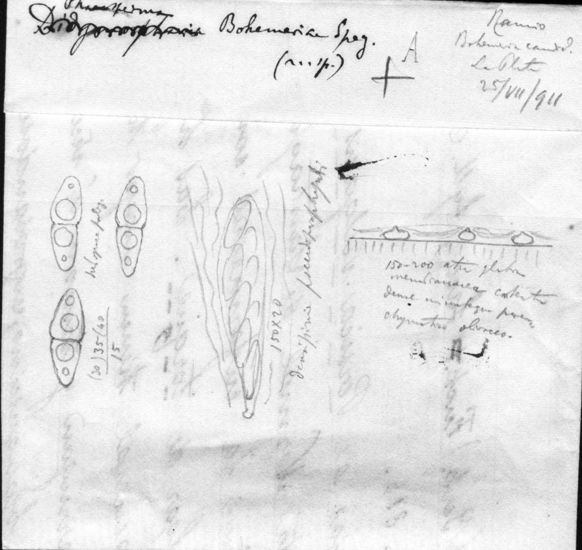 dibujo de Phaeosperma boehmeriae Speg.