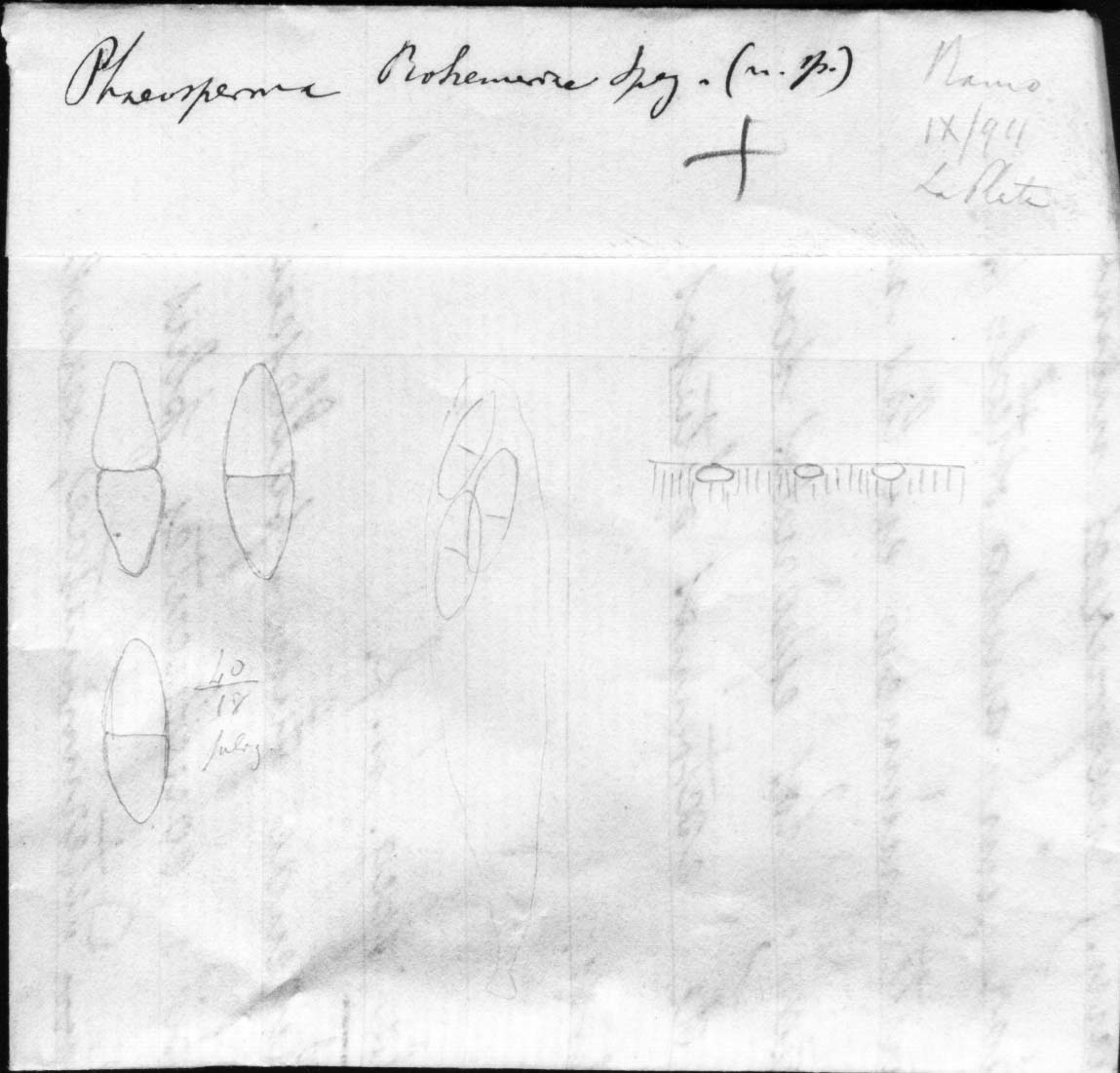 dibujo de Phaeosperma boehmeriae Speg.