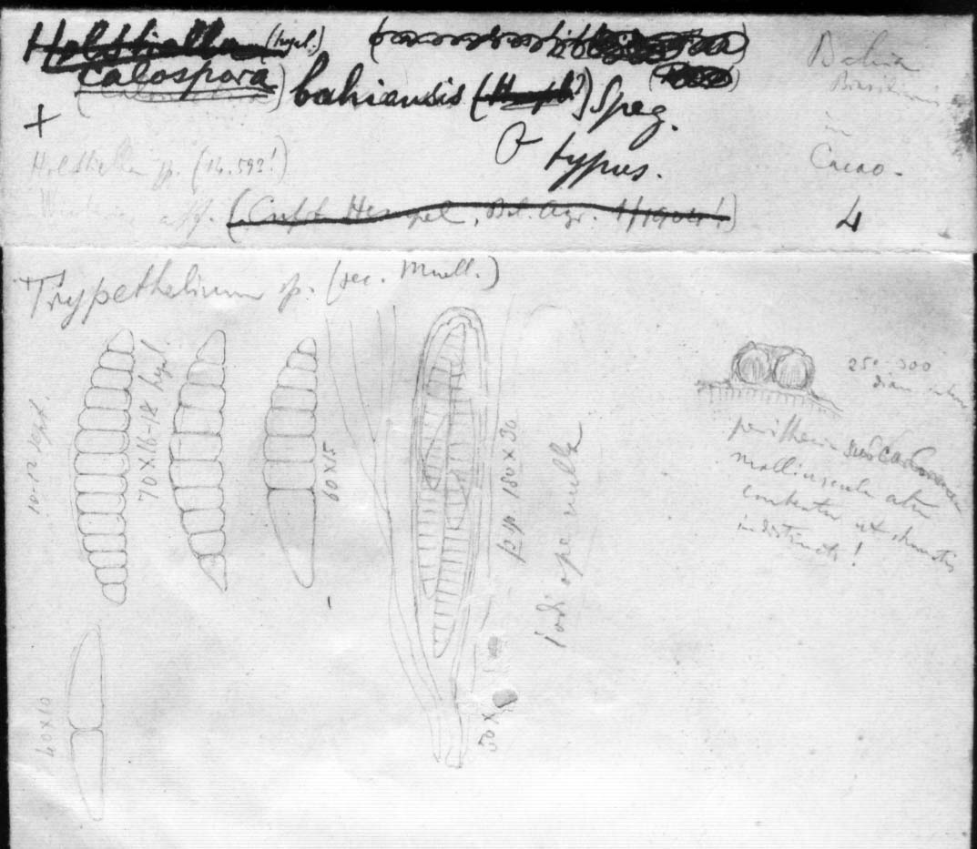 dibujo de Calospora bahiensis Speg.