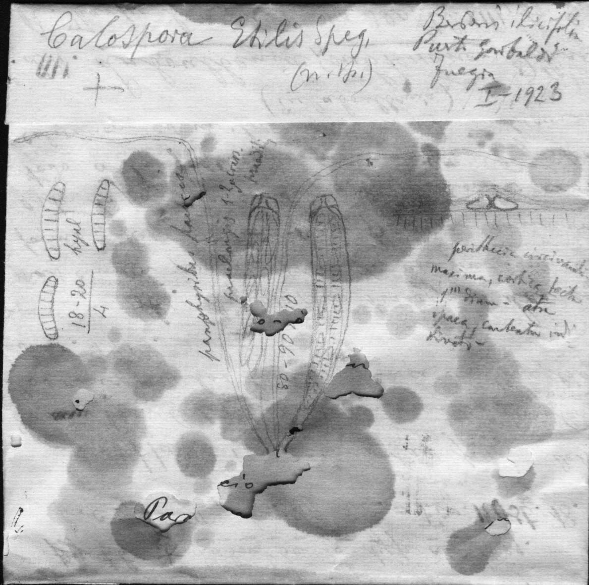dibujo de Calospora etilis Speg.