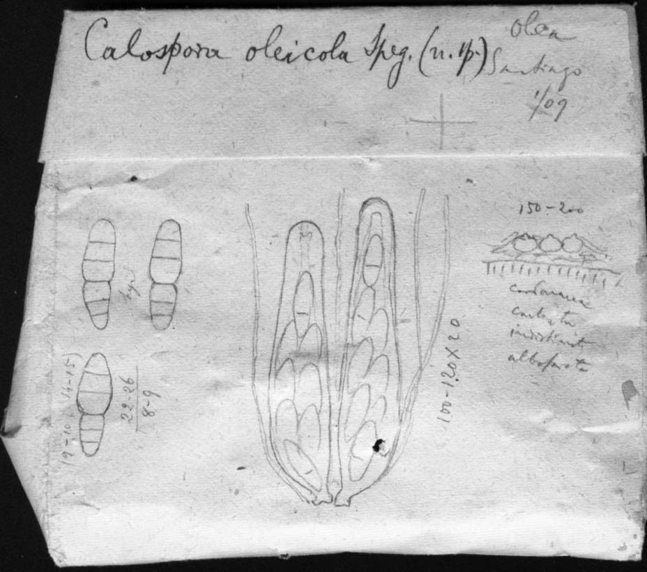 dibujo de Calospora oleicola Speg.