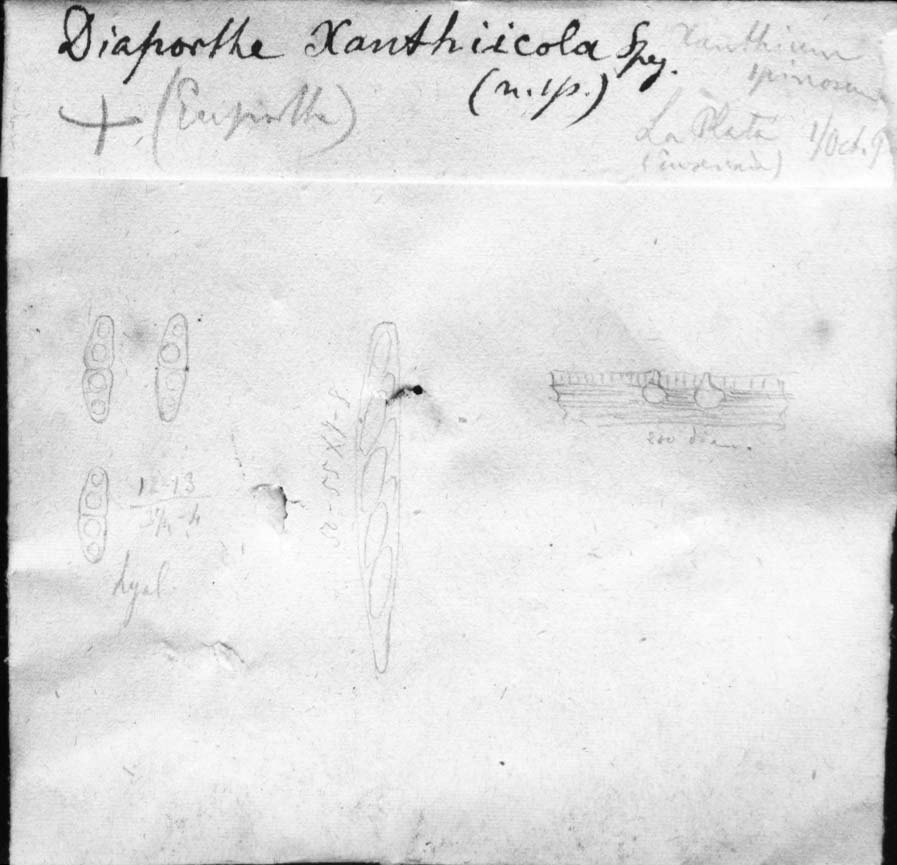 dibujo de Diaporthe xanthiicola Speg.