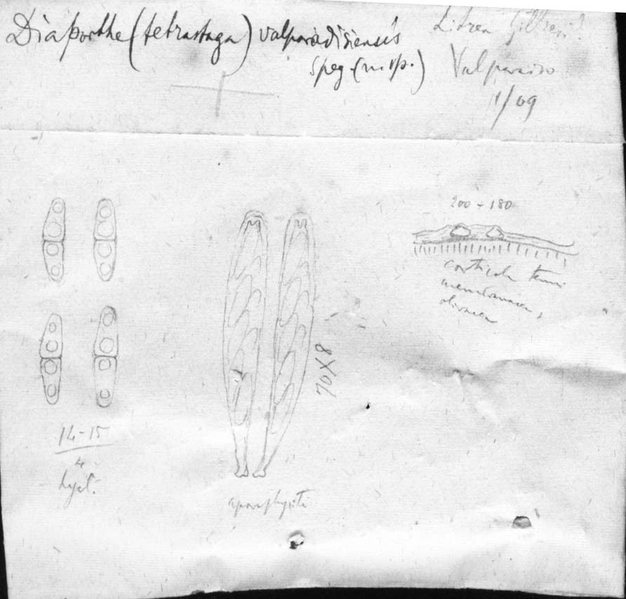 dibujo de Diaporthe valparadisiensis Speg.