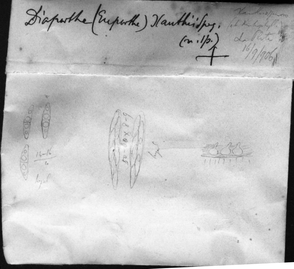 dibujo de Diaporthe xanthii Speg.