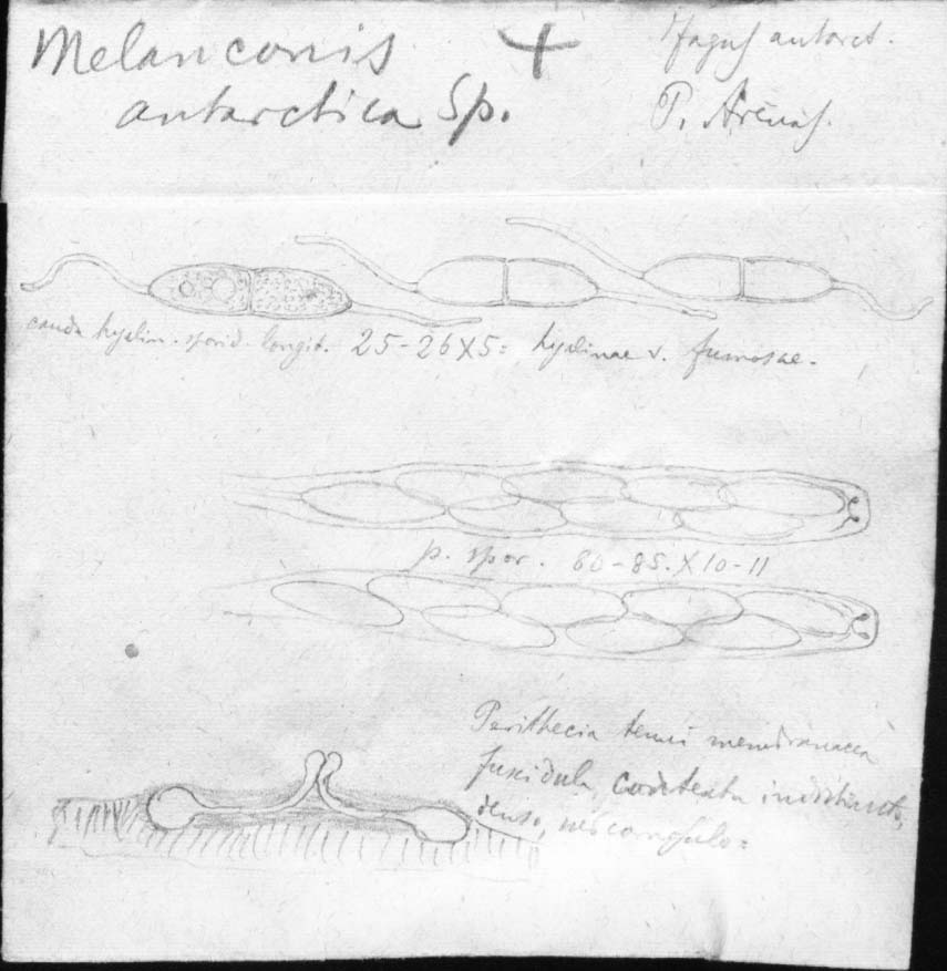 dibujo de Melanconis antarctica Speg.
