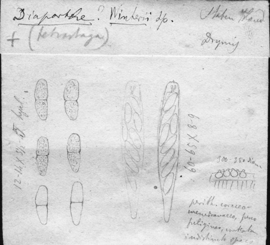 dibujo de Diaporthe winteri Speg.