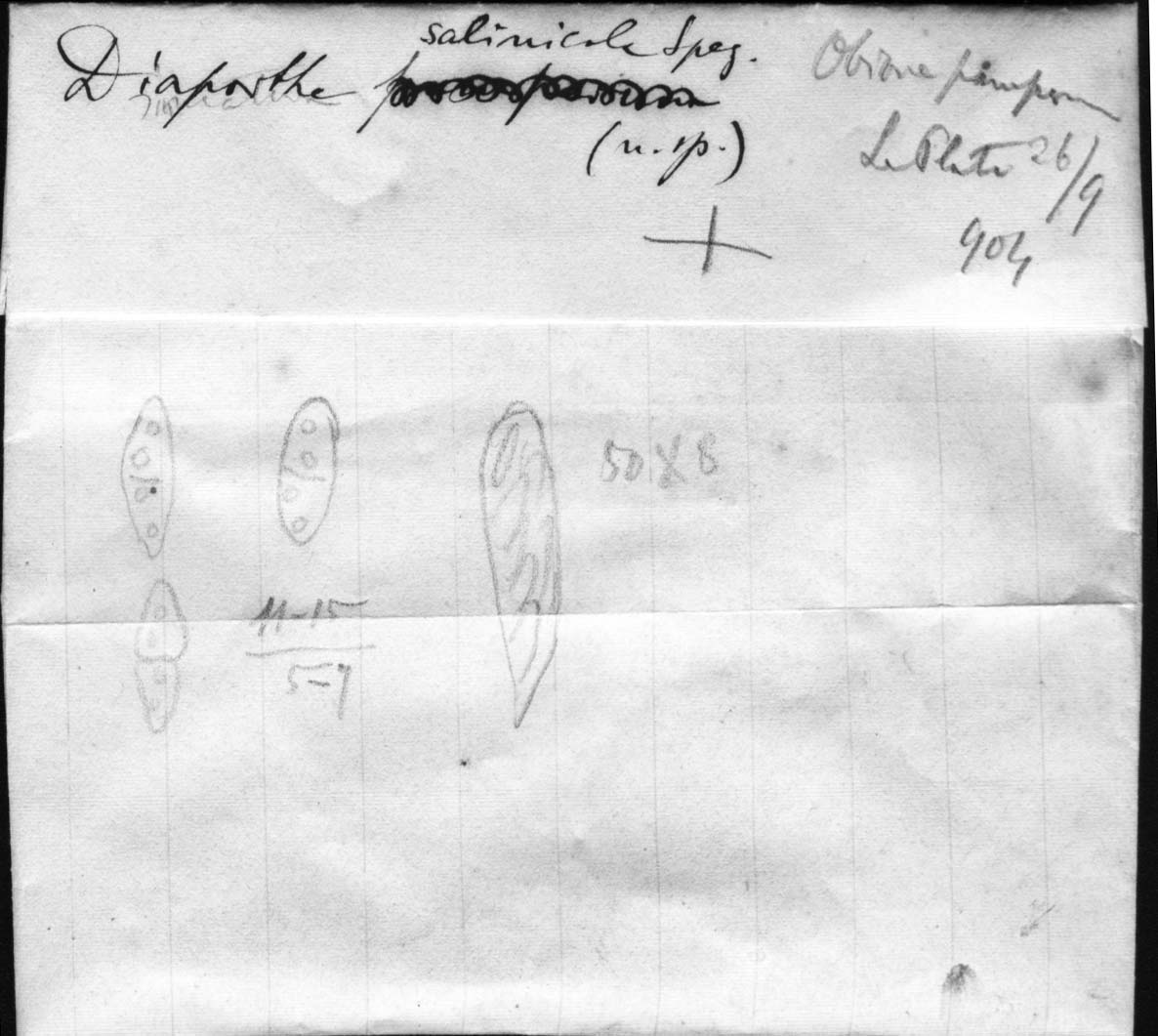 dibujo de Diaporthe salinicola Speg.
