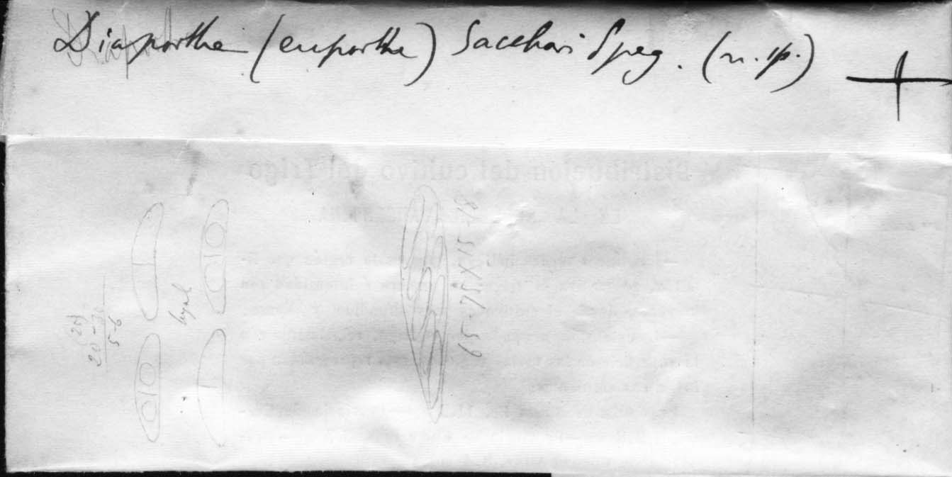 dibujo de Diaporthe sacchari Speg.