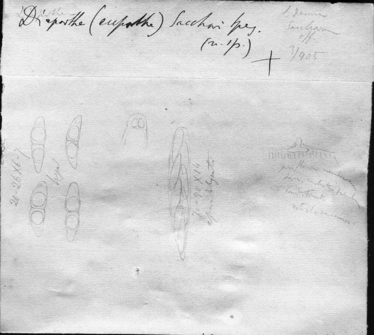dibujo de Diaporthe sacchari Speg.
