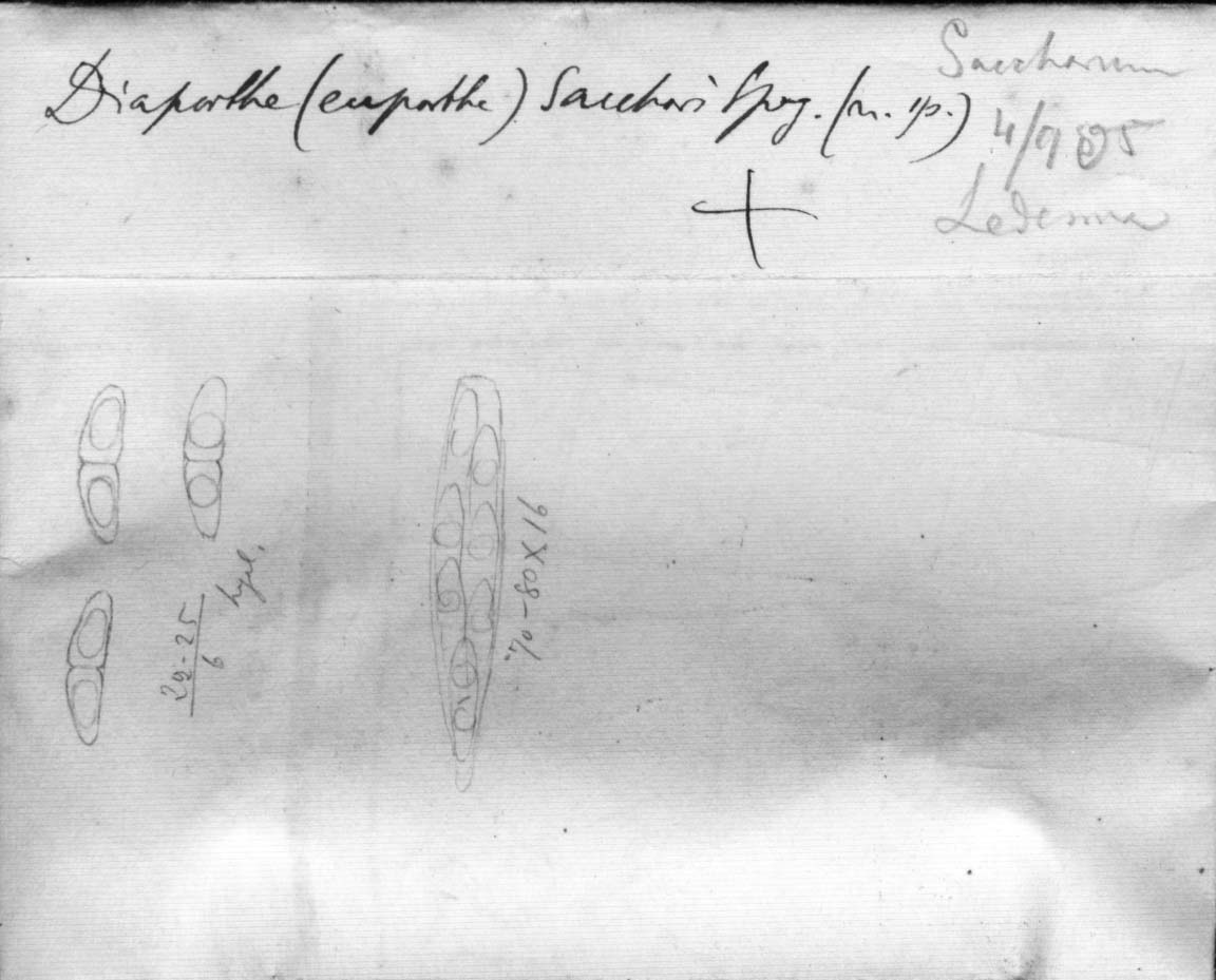 dibujo de Diaporthe sacchari Speg.