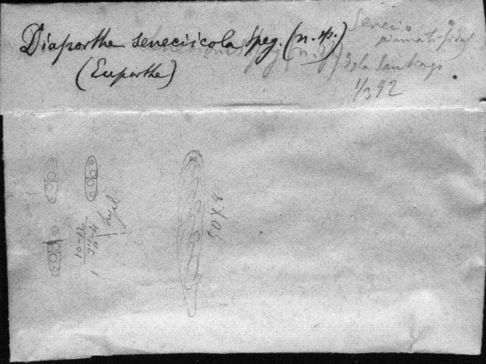 dibujo de Diaporthe seneciicola Speg.