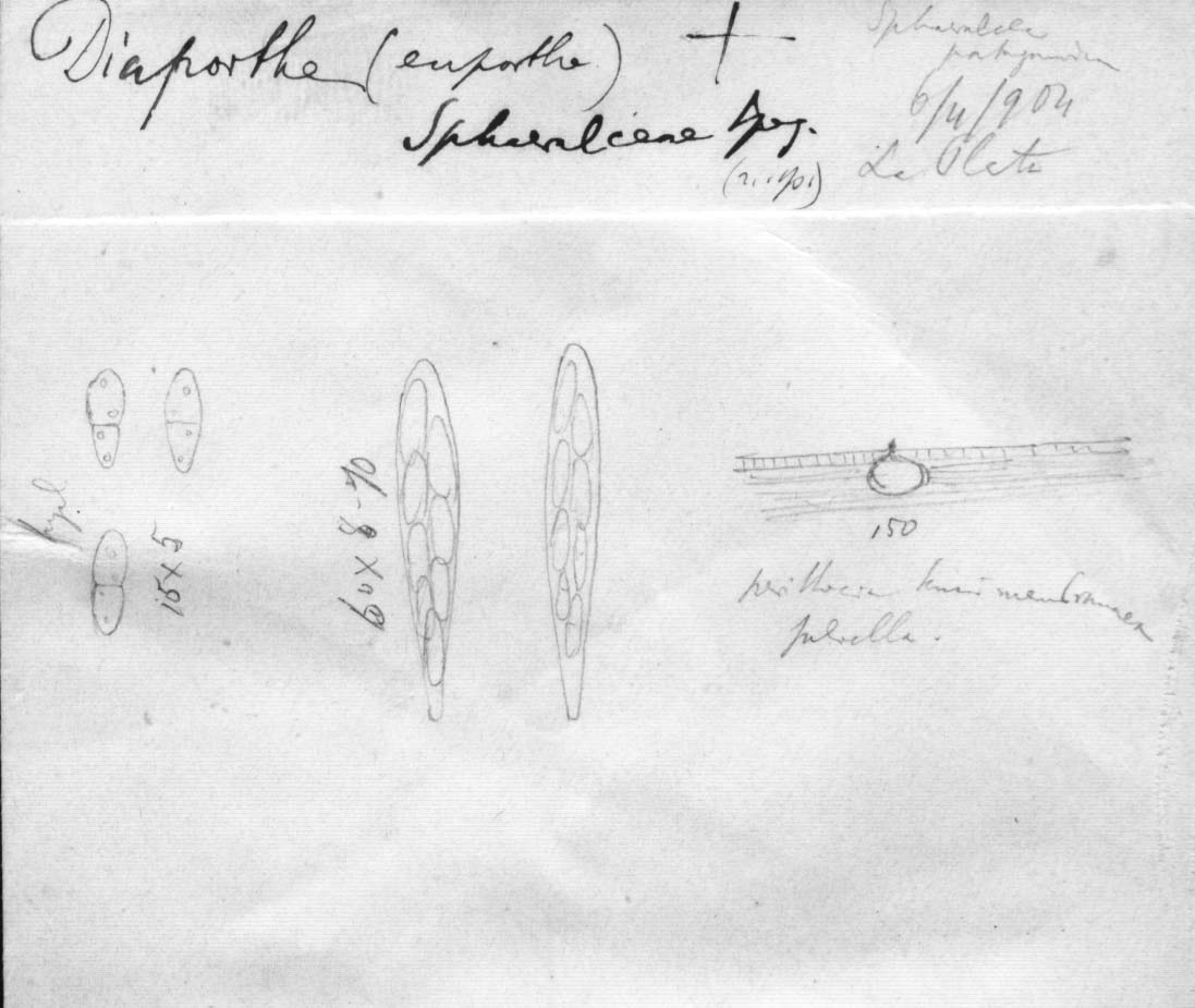 dibujo de Diaporthe sphaeralceae Speg.