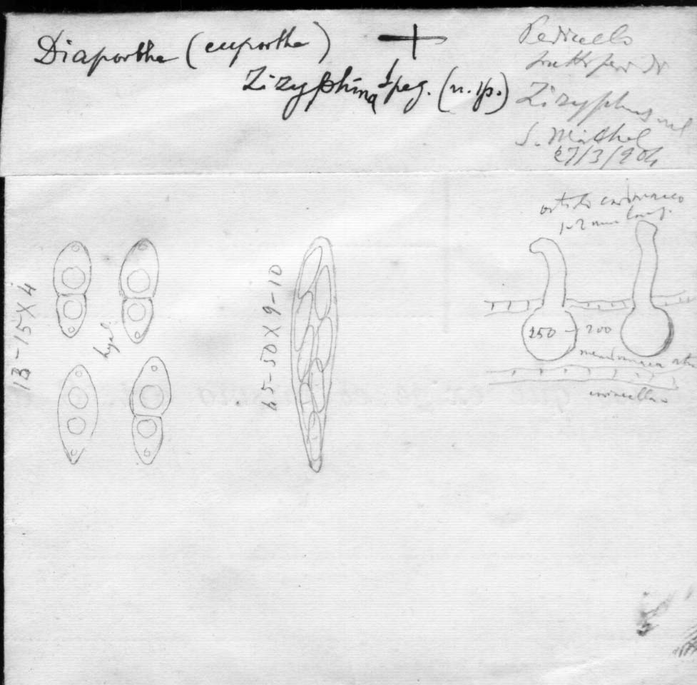 dibujo de Diaporthe zizyphina Speg.