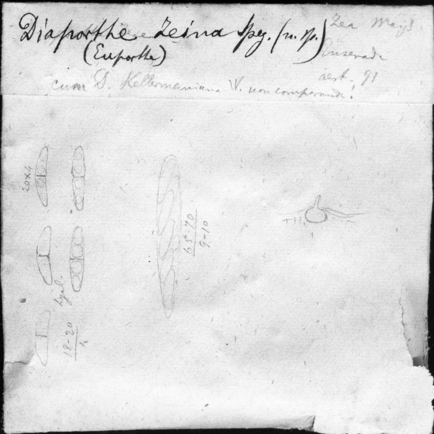 dibujo de Diaporthe zeina Speg.