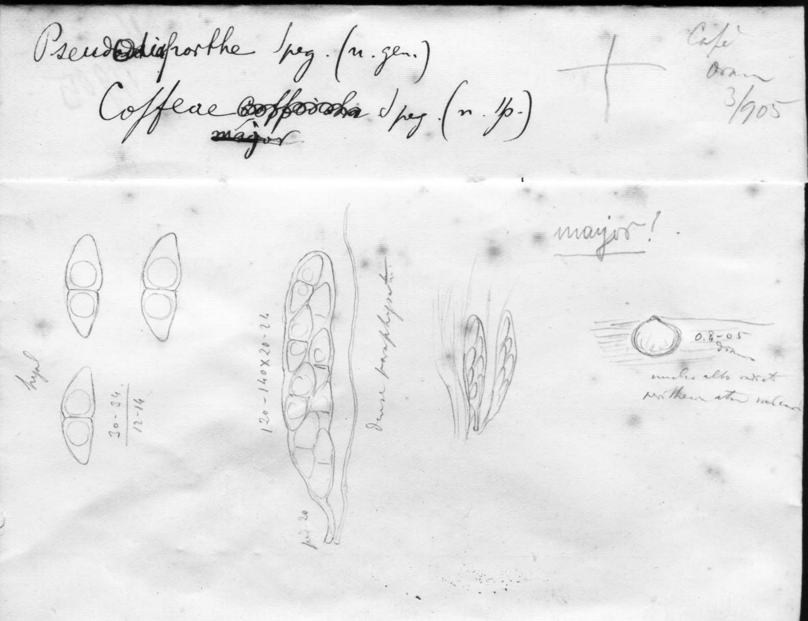 dibujo de Pseudodiaporthe major Speg.