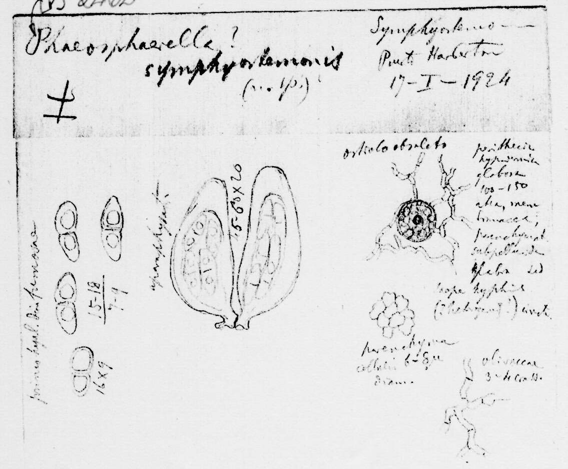 dibujo de Phoma symphyostemi Speg.
