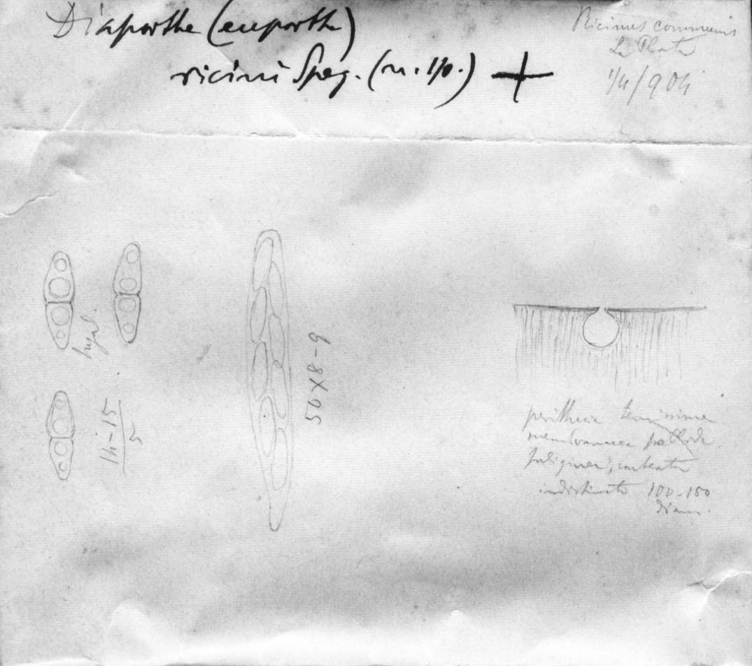 dibujo de Diaporthe ricini Speg.
