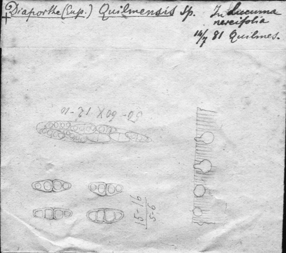 dibujo de Diaporthe quilmensis Speg.