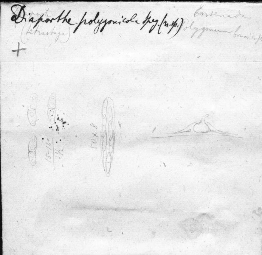 dibujo de Diaporthe polygonicola Speg.