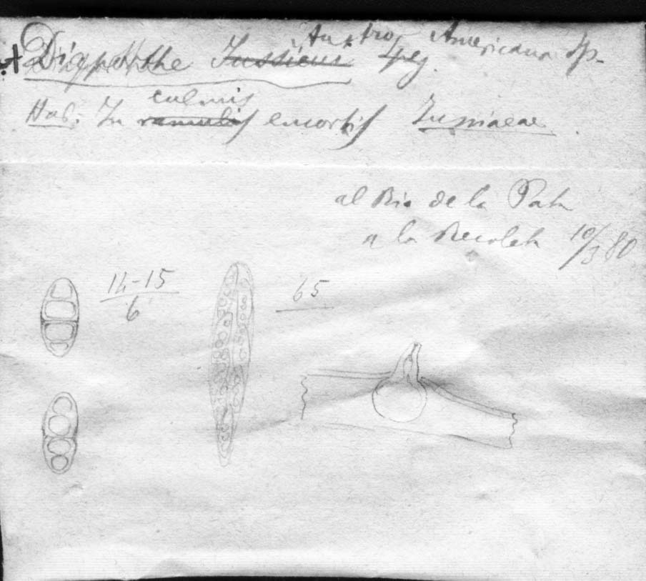 dibujo de Diaporthe austro-americana Speg.