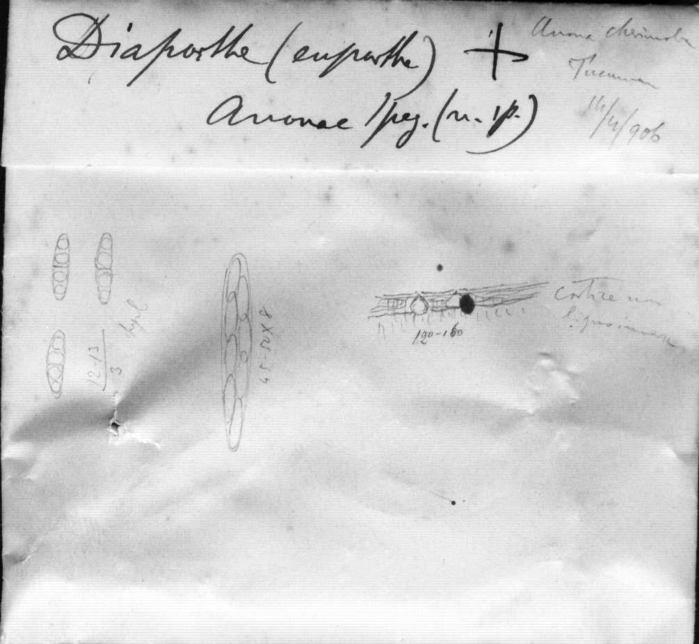 dibujo de Diaporthe anonae Speg.
