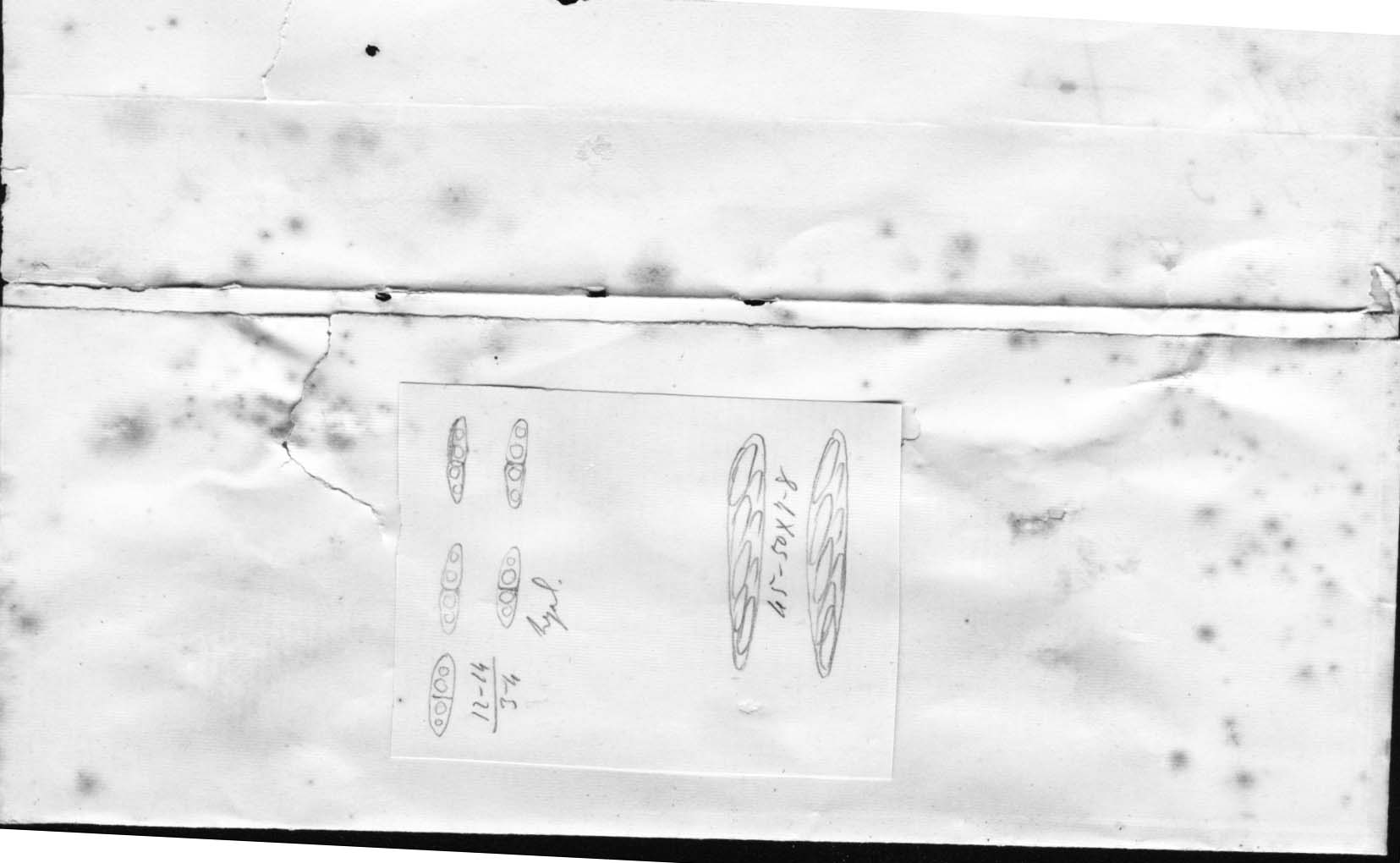 dibujo de Diaporthe abutilonis Speg.