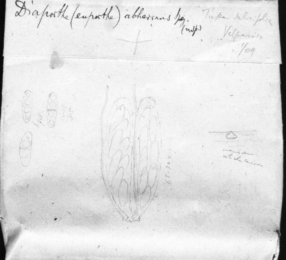 dibujo de Diaporthe aberrans Speg.