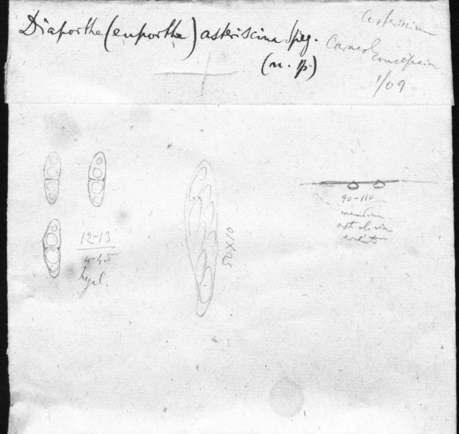 dibujo de Diaporthe asteriscina Speg.