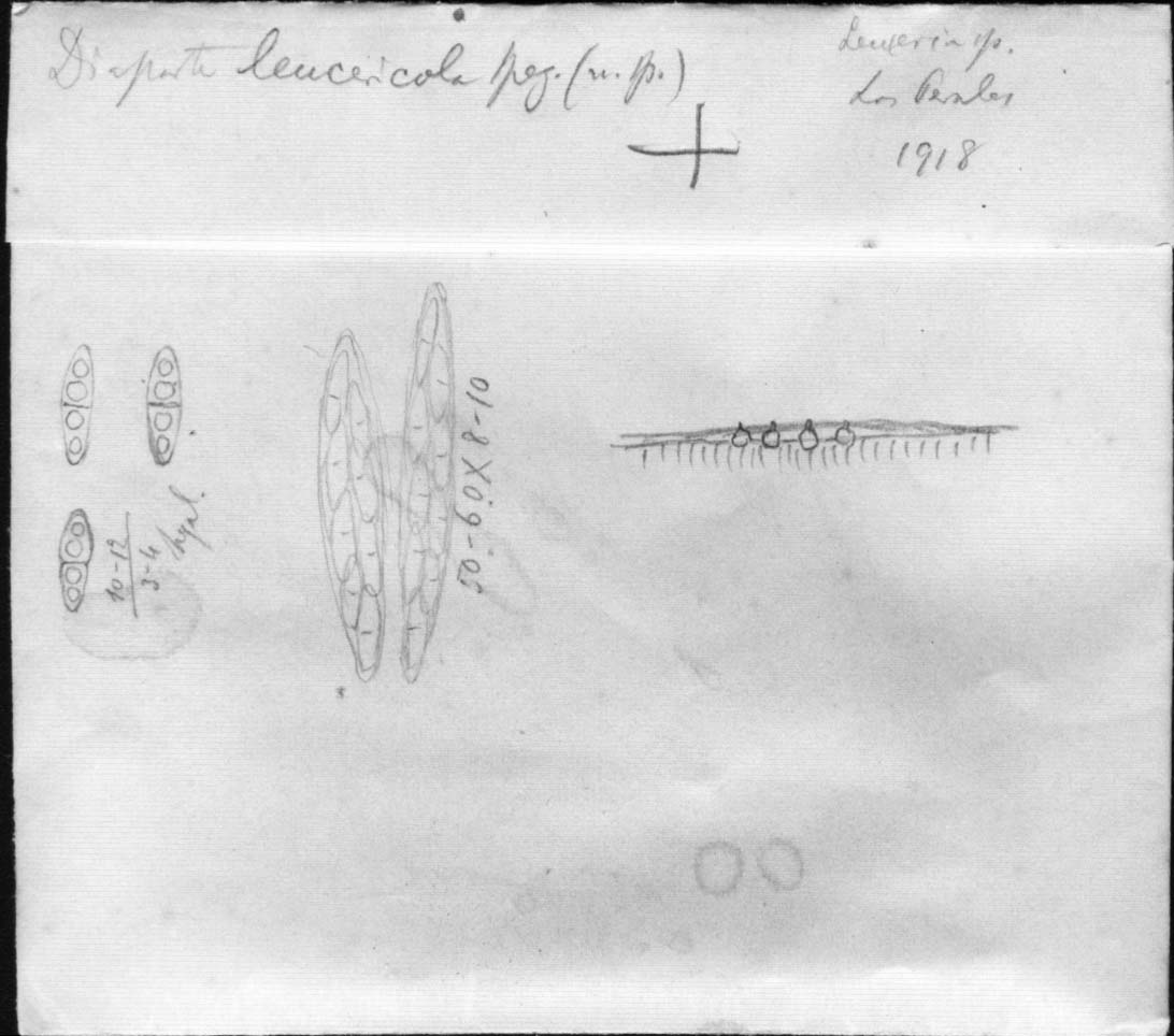 dibujo de Diaporthe leuceriicola Speg.