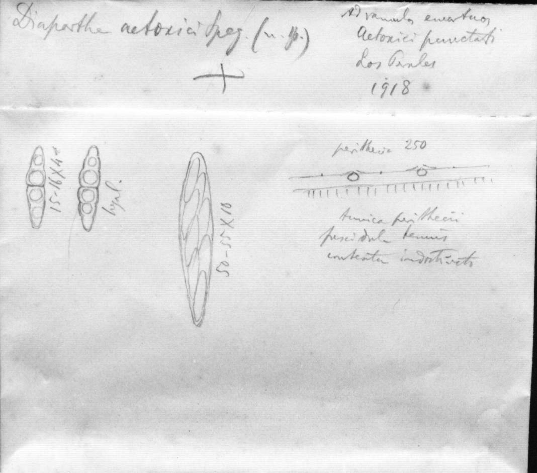 dibujo de Diaporthe aetoxici Speg.
